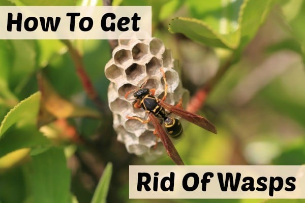 get rid of wasps