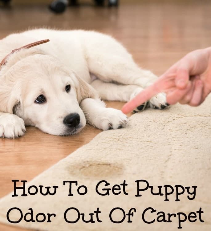 puppy odor in carpet