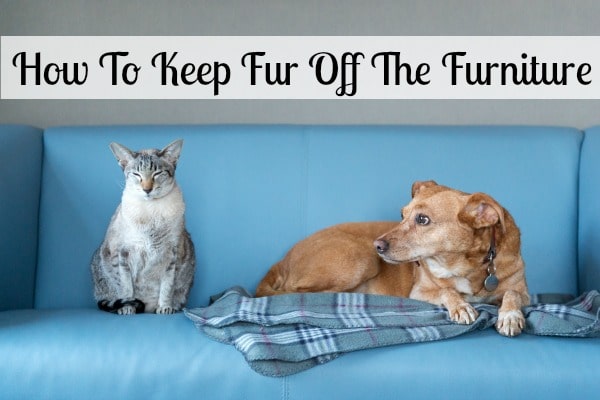 keep fur off the furniture
