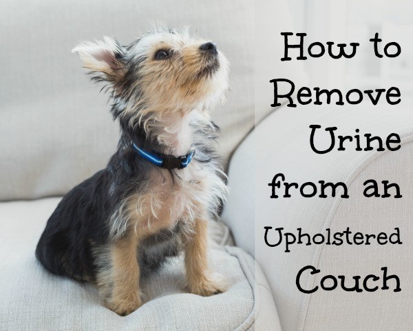 remove urine smell from couch