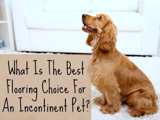 what floor works for incontinent pet