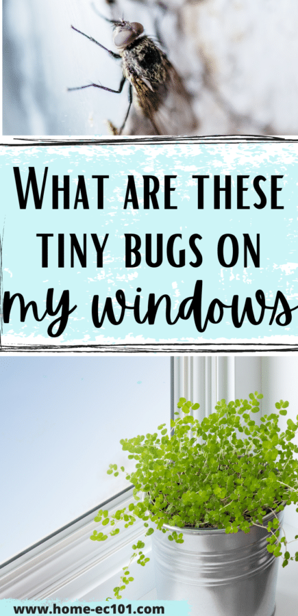A tiny bug on a window with a plant on the sill. Text overlay says what are these tiny bugs on my windows