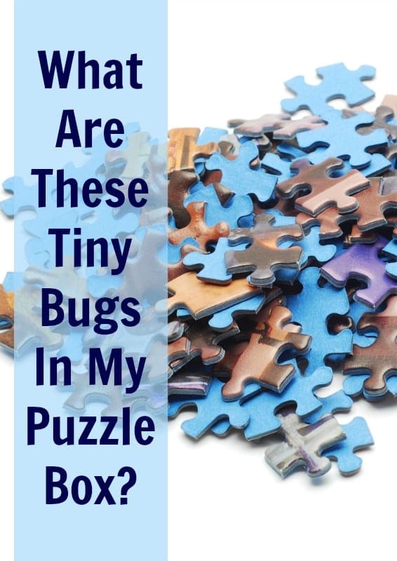Puzzle pieces with a text overlay What are these tiny bugs in my puzzle box?