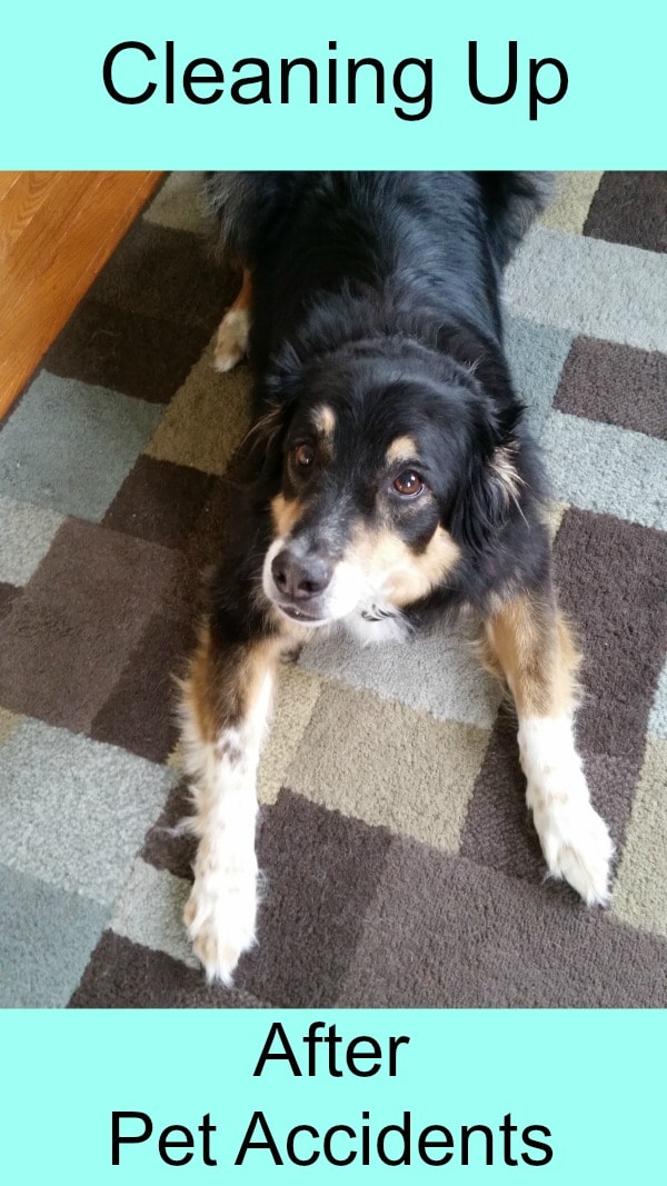 How to Clean Up After Pet Accidents Cleaning_Up_After_Pet_Accidents