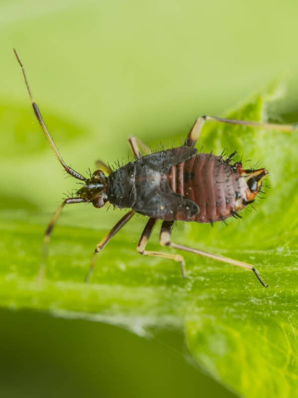 A springtail on a leaf