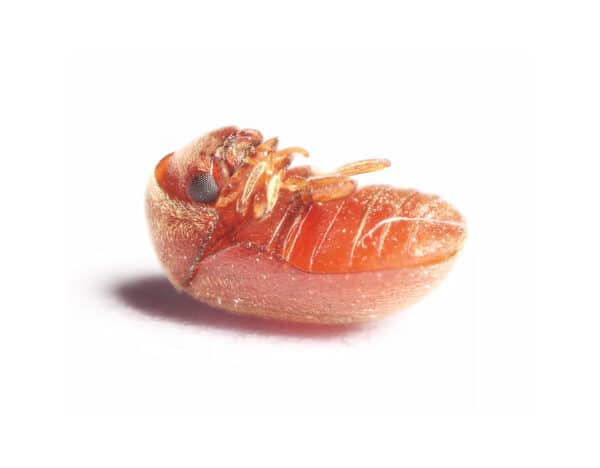 A tiny biscuit beetle on its back